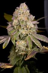 Rainbow Belts 3.0 strain photo
