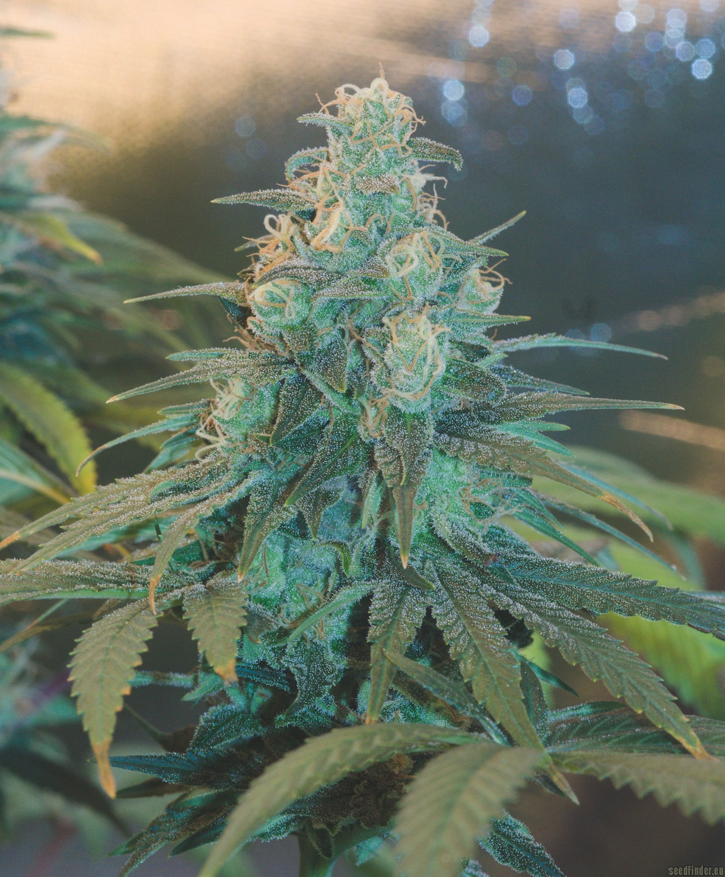 Sensi #140 strain photo