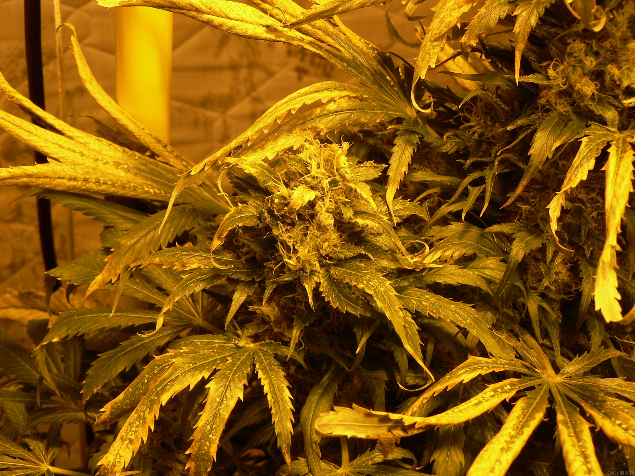 Sweet Seeds - Double White strain photo