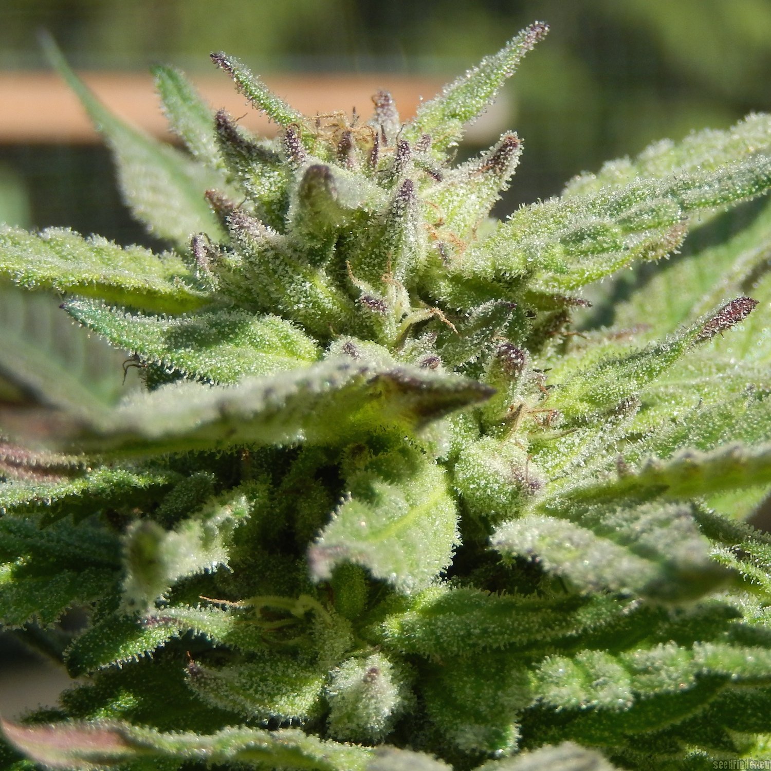 Second Sight strain photo
