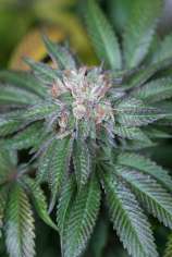 Master Kush strain photo