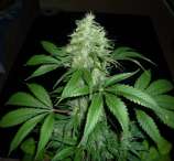 Cindy's Bubbles strain photo