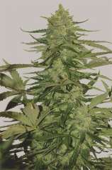 Marinuska strain photo