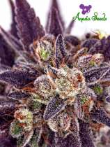 Anesia Seeds - Purple Domina Auto strain photo