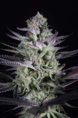 Blueberry Cookies strain photo