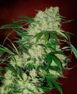 Grizzly strain photo
