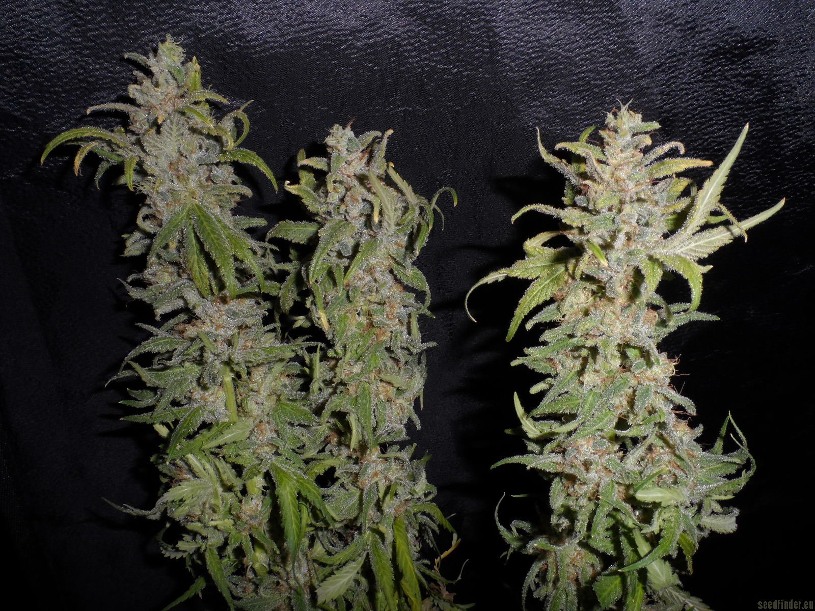Dynamite strain photo