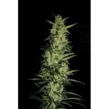 Shaman Genetics - Public Enemy strain photo