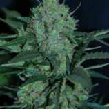 Auto Black JH strain photo