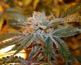 Boulder Bubblegum strain photo