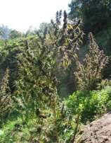 Colombia Mangobiche strain photo