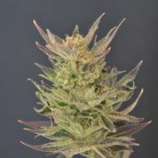 Auto Purps strain photo
