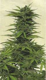 Brutal strain photo