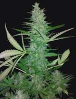 Big Low strain photo