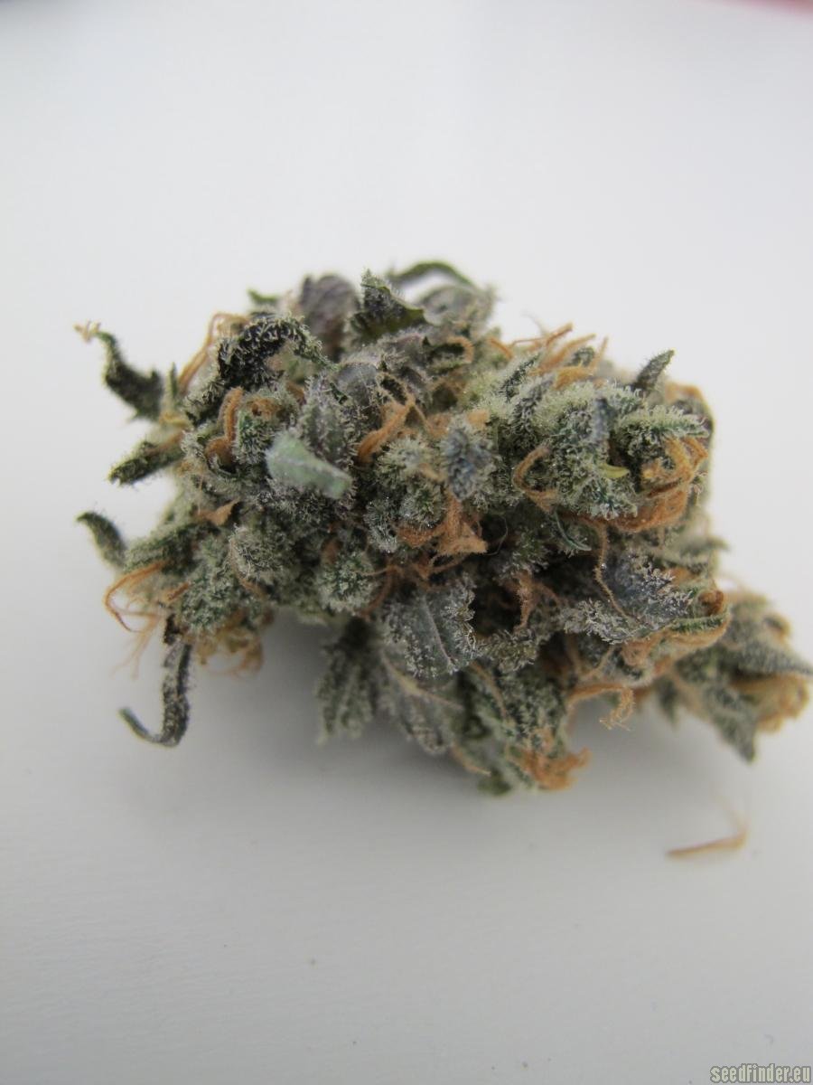 Sweet Chunk BX1 strain photo