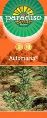Automaria strain photo