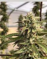 Chem Cookies strain photo