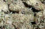 Mendo Montage strain photo