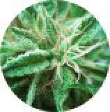 Sativa Samadhi strain photo