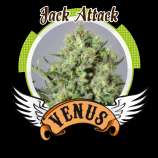Jack Attack strain photo