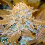 Critical Hog strain photo