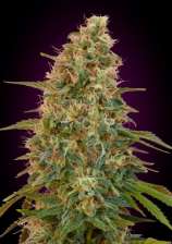 Auto Zkittlez strain photo