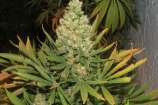 Afghani strain photo
