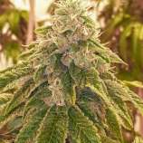 Sweets strain photo