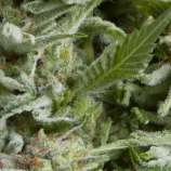 Auto Alpujarreña strain photo