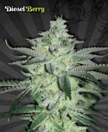 Diesel Berry strain photo