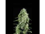 Silversurfer Haze strain photo