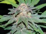 Jazz Berry Jam strain photo