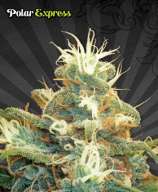 Polar Express strain photo