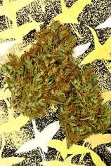 Fondue strain photo