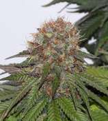 Old Wine CBD strain photo