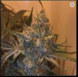 Andromeda Strains - Galactic Cherries strain photo