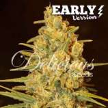 Critical Sensi Star Early Version strain photo
