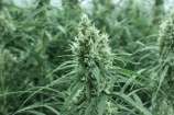 Chiesel strain photo
