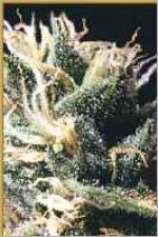 Malawi Gold strain photo