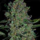 Auto Blueberry Berry strain photo