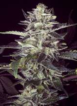 Brain Stroke Auto strain photo