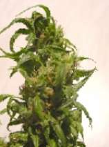 Afropips Seeds - Malaki strain photo