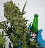 White Walker strain photo