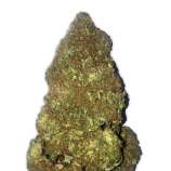 Jackpot Auto strain photo