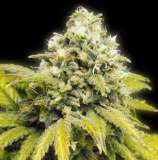 Original Afghan strain photo