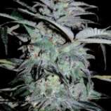 Mazar Extra strain photo