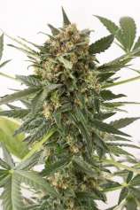 Kush'N'Cheese Autoflowering strain photo