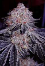 Cherry Gar-See-Ya strain photo