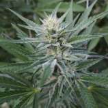 (OG X Sour Diesel) X Durban strain photo