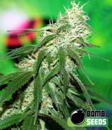 Bomb Seeds - Buzz Bomb strain photo